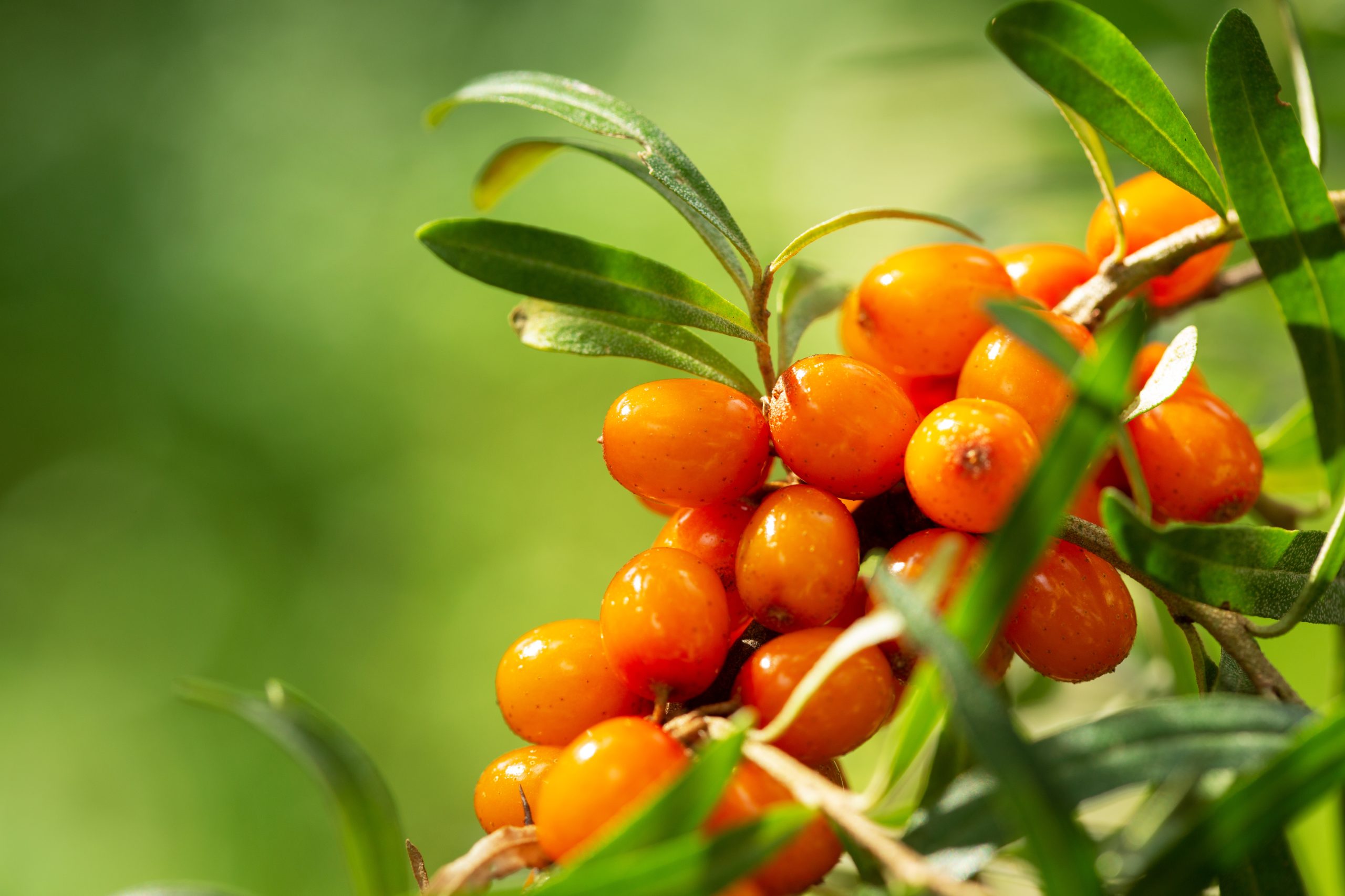 Is sea buckthorn good for liver