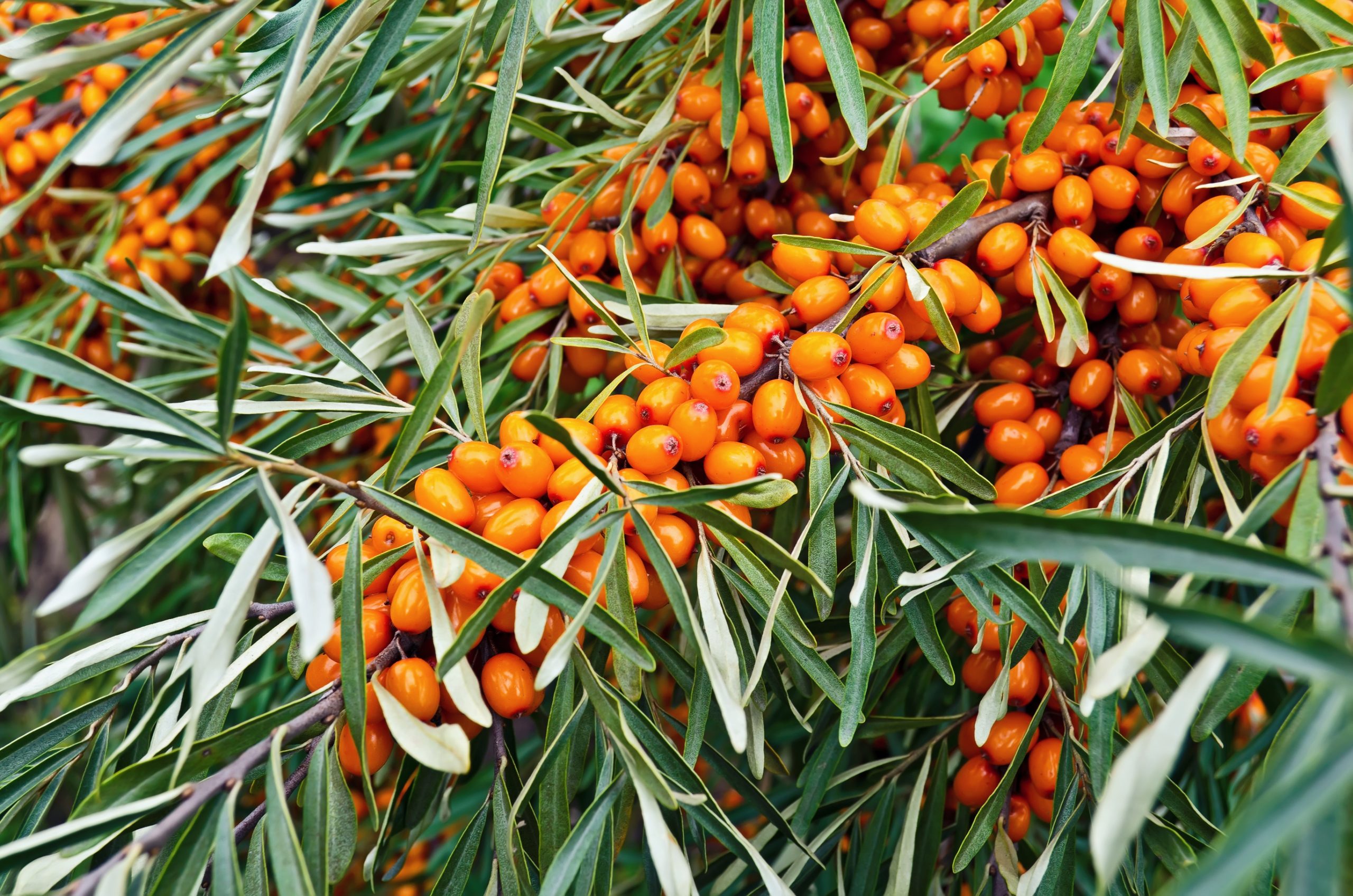 Harnessing Organic Sea Buckthorn: Unlock Radiant Skin, Robust Immunity, and Optimal Health