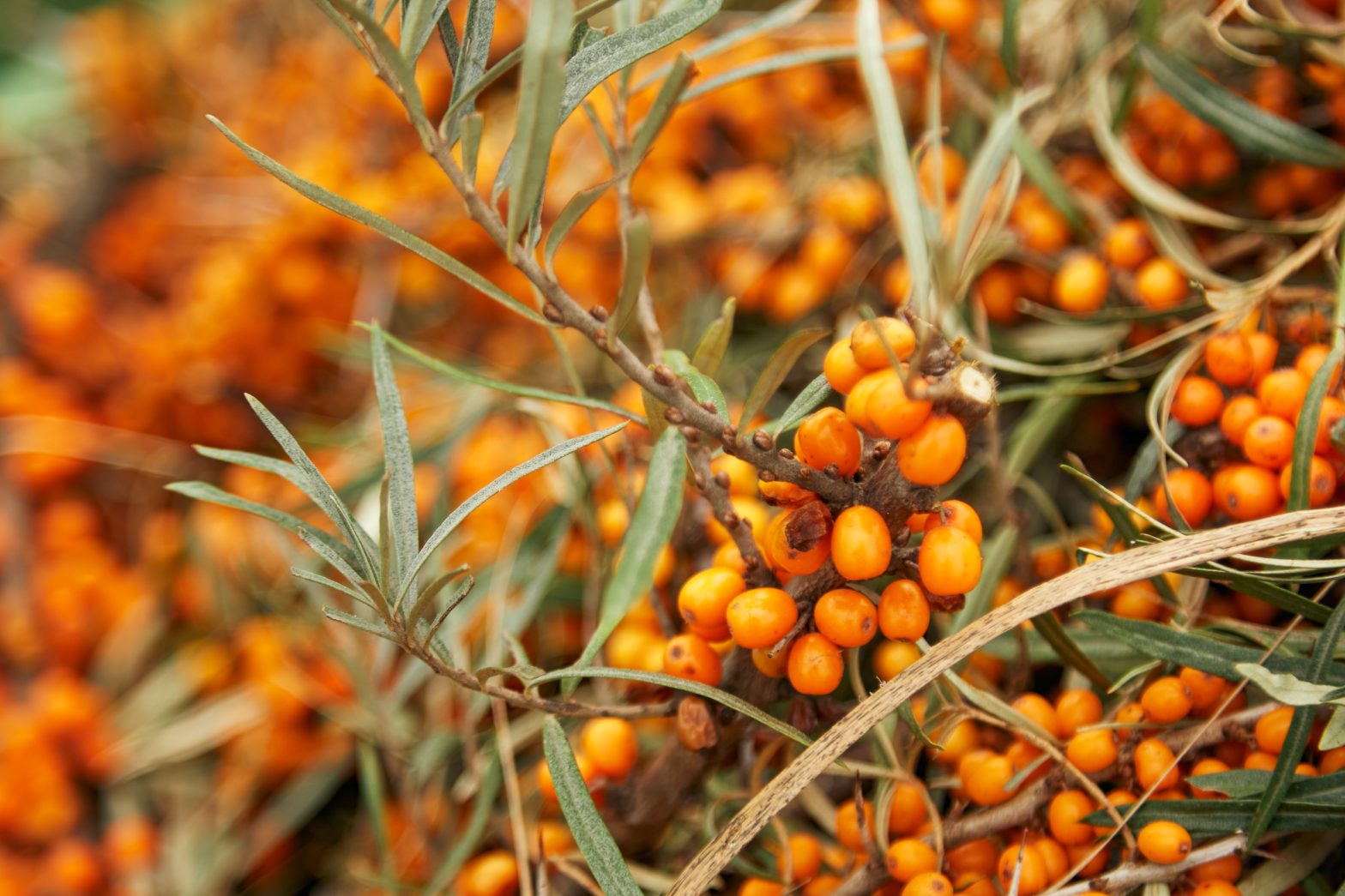 Sea buckthorn - a natural boost for you